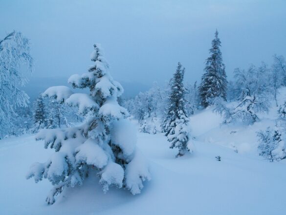 Sapins couverts de neige dans la lumière bleue de la Laponie finlandaise en hiver