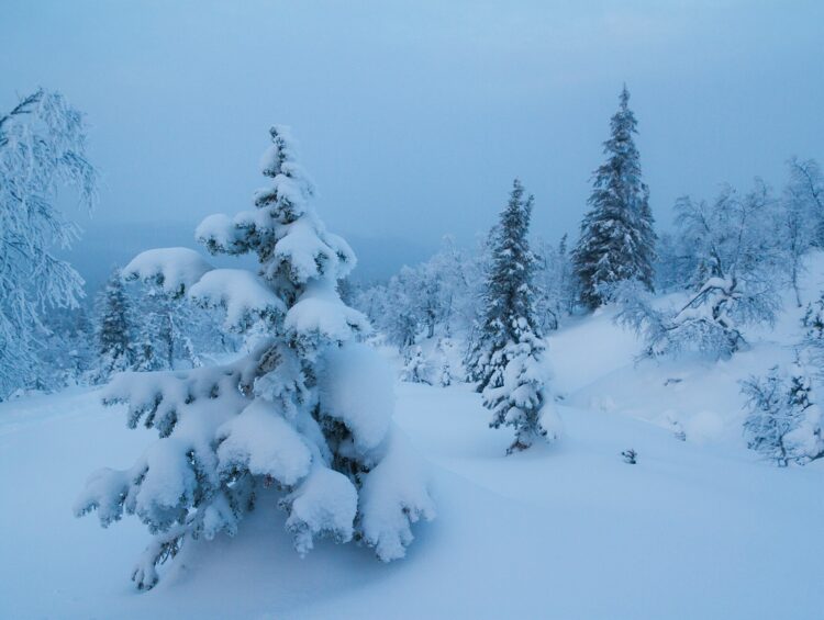 Sapins couverts de neige dans la lumière bleue de la Laponie finlandaise en hiver